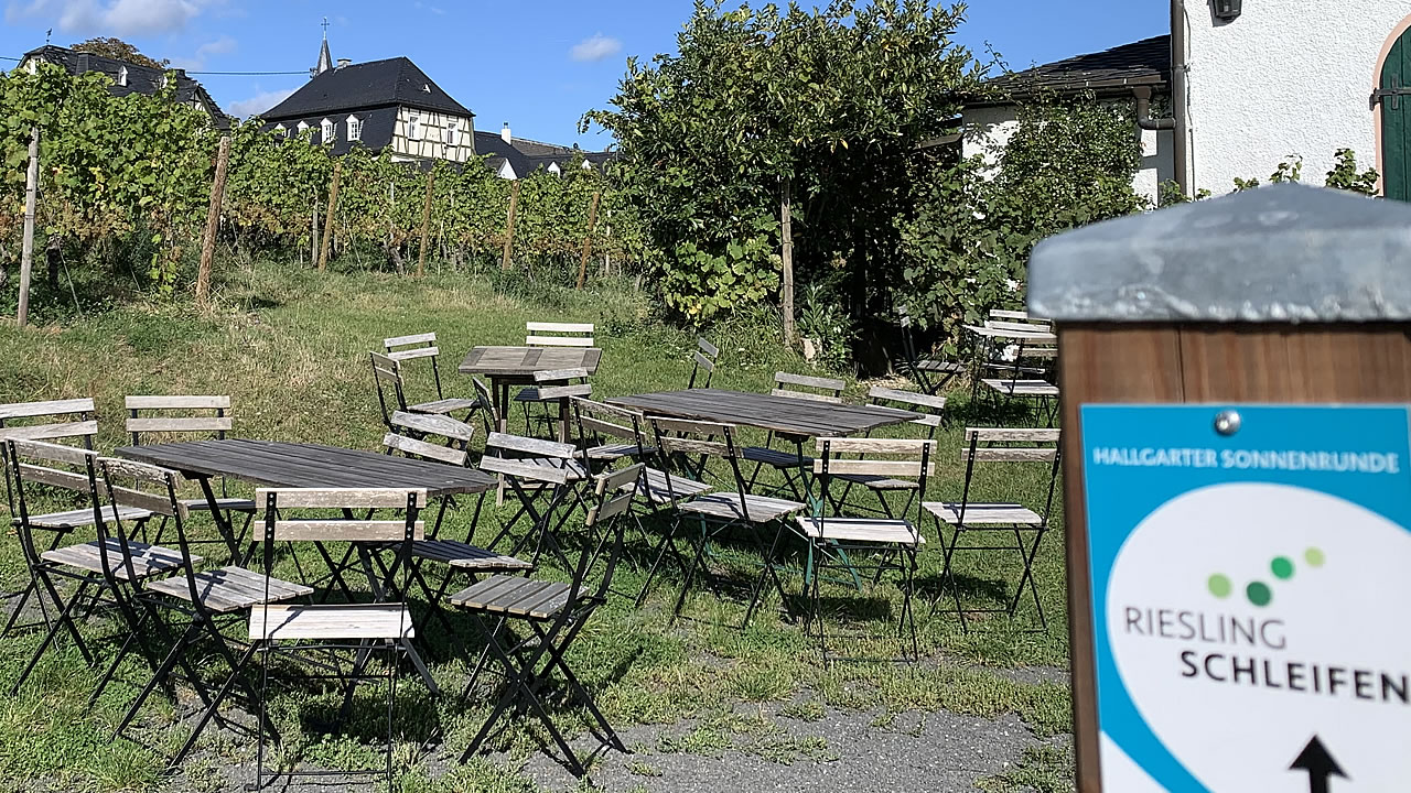 Rieslingsschleifen im Rheingau